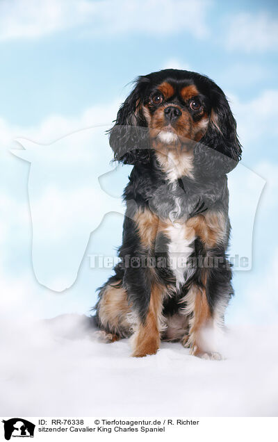 sitzender Cavalier King Charles Spaniel / sitting Cavalier King Charles Spaniel / RR-76338