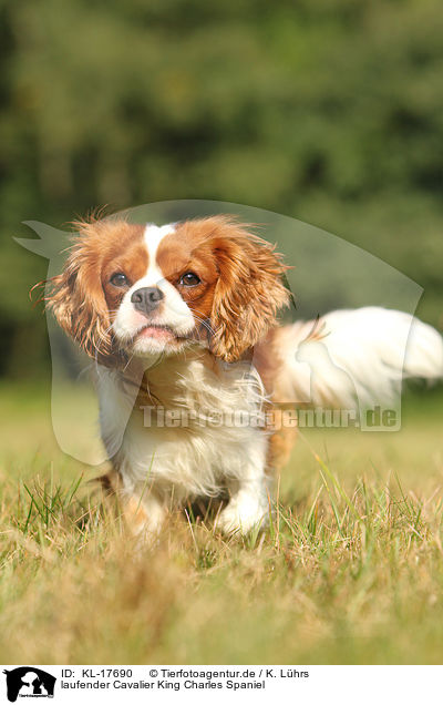 laufender Cavalier King Charles Spaniel / walking Cavalier King Charles Spaniel / KL-17690