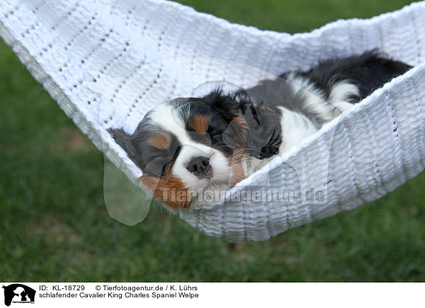 schlafender Cavalier King Charles Spaniel Welpe / sleeping Cavalier King Charles Spaniel puppy / KL-18729