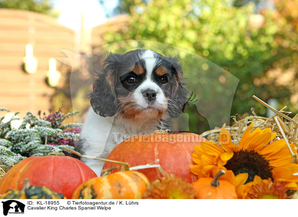 Cavalier King Charles Spaniel Welpe / Cavalier King Charles Spaniel Puppy / KL-18955