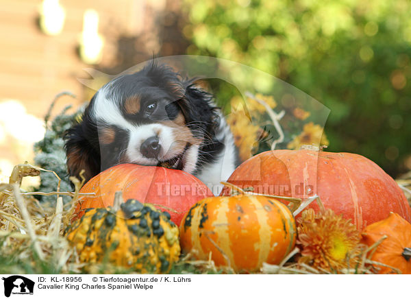 Cavalier King Charles Spaniel Welpe / Cavalier King Charles Spaniel Puppy / KL-18956