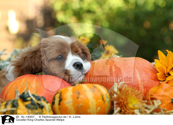 Cavalier King Charles Spaniel Welpe / Cavalier King Charles Spaniel Puppy / KL-18957