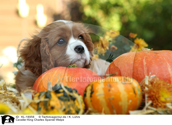 Cavalier King Charles Spaniel Welpe / Cavalier King Charles Spaniel Puppy / KL-18958