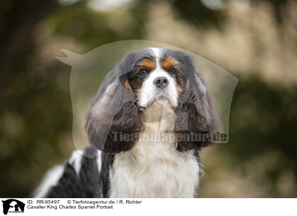 Cavalier King Charles Spaniel Portrait / Cavalier King Charles Spaniel Portrait / RR-95497