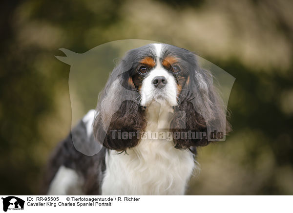 Cavalier King Charles Spaniel Portrait / Cavalier King Charles Spaniel Portrait / RR-95505