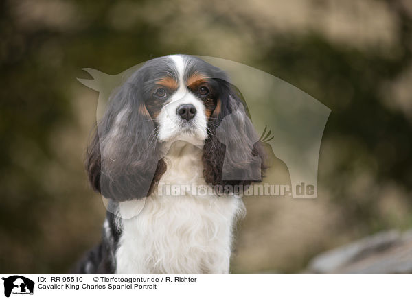 Cavalier King Charles Spaniel Portrait / Cavalier King Charles Spaniel Portrait / RR-95510