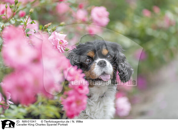 Cavalier King Charles Spaniel Portrait / Cavalier King Charles Spaniel Portrait / NW-01041