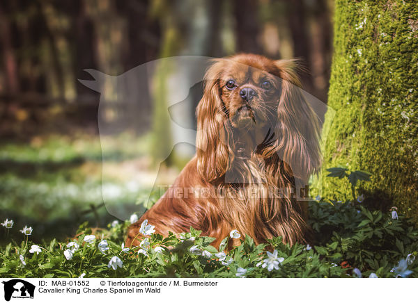 Cavalier King Charles Spaniel im Wald / Cavalier King Charles Spaniel in the forest / MAB-01552