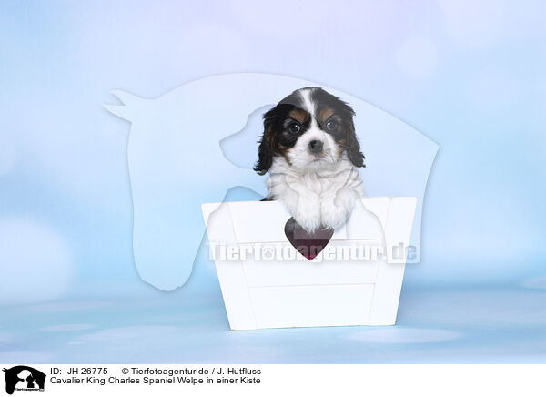 Cavalier King Charles Spaniel Welpe in einer Kiste / Cavalier King Charles Spaniel Puppy in a box / JH-26775