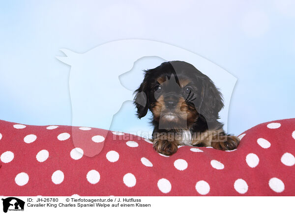 Cavalier King Charles Spaniel Welpe auf einem Kissen / Cavalier King Charles Spaniel Puppy on a pillow / JH-26780