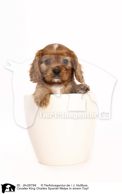 Cavalier King Charles Spaniel Welpe in einem Topf / Cavalier King Charles Spaniel Puppy in a pot / JH-26788