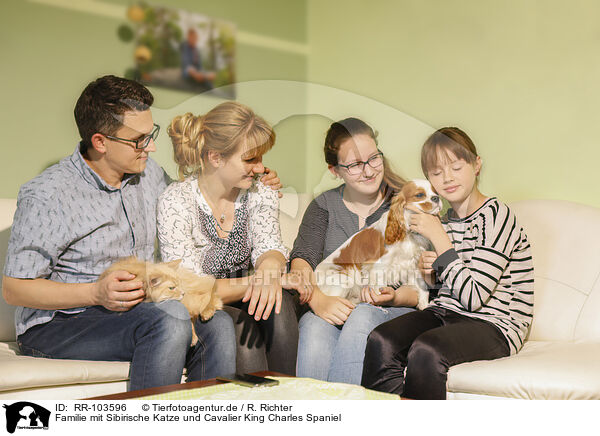 Familie mit Sibirische Katze und Cavalier King Charles Spaniel / RR-103596