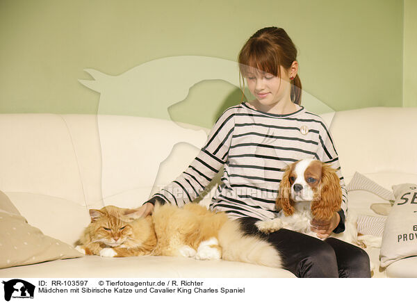 Mdchen mit Sibirische Katze und Cavalier King Charles Spaniel / girl with Siberian Cat and Cavalier King Charles Spaniel / RR-103597