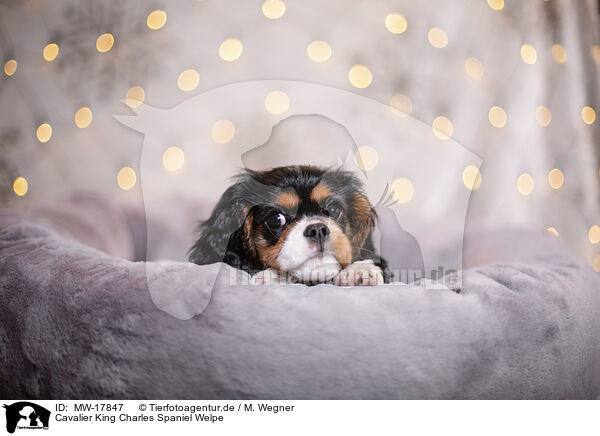 Cavalier King Charles Spaniel Welpe / Cavalier King Charles Spaniel puppy / MW-17847