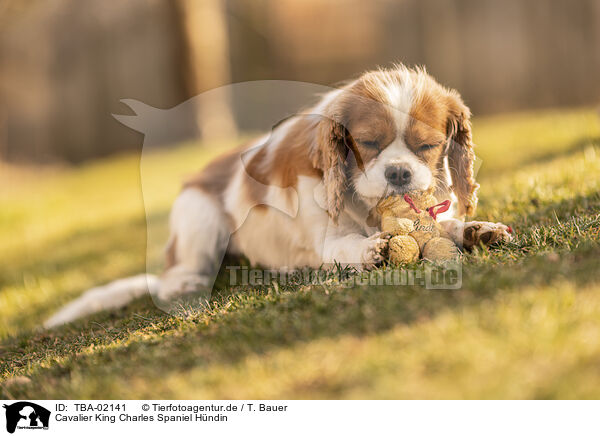 Cavalier King Charles Spaniel Hndin / female Cavalier King Charles Spaniel / TBA-02141