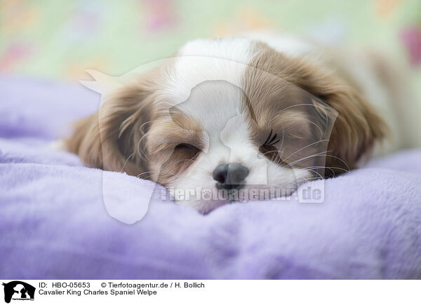 Cavalier King Charles Spaniel Welpe / Cavalier King Charles Spaniel Puppy / HBO-05653