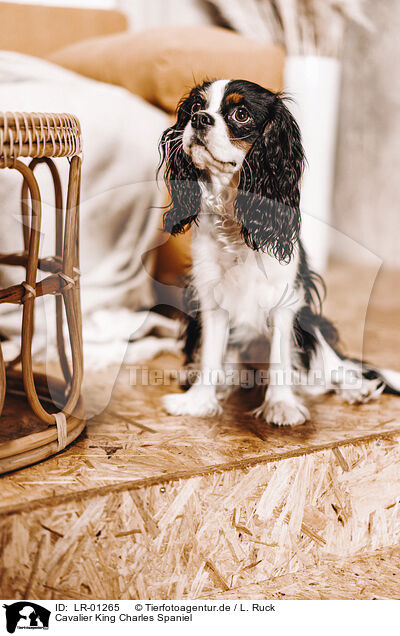 Cavalier King Charles Spaniel / Cavalier King Charles Spaniel / LR-01265