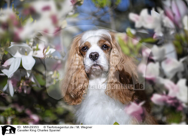 Cavalier King Charles Spaniel / Cavalier King Charles Spaniel / MW-29353