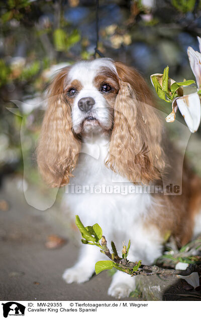 Cavalier King Charles Spaniel / Cavalier King Charles Spaniel / MW-29355