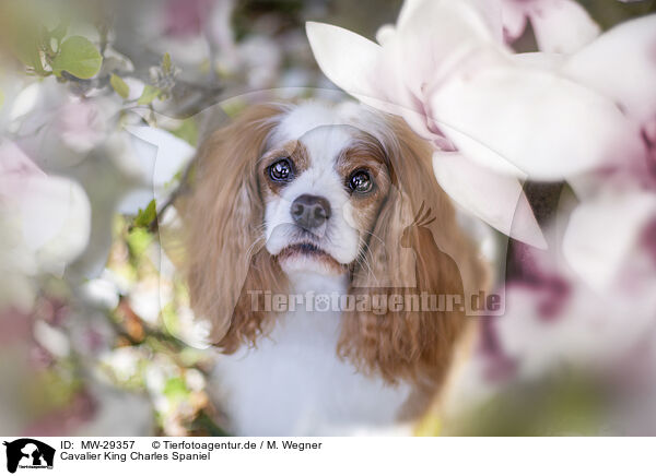 Cavalier King Charles Spaniel / Cavalier King Charles Spaniel / MW-29357