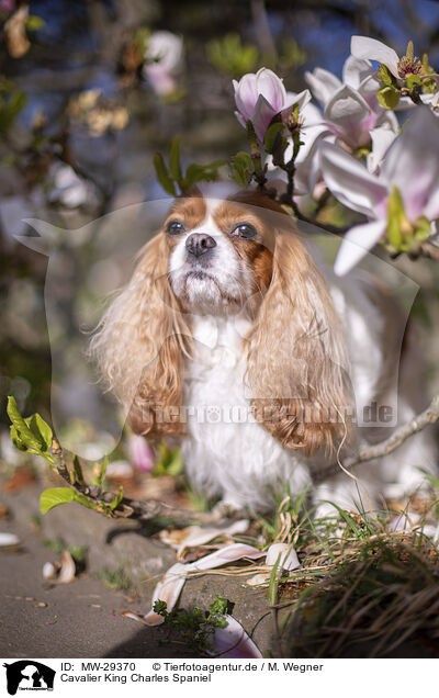 Cavalier King Charles Spaniel / Cavalier King Charles Spaniel / MW-29370