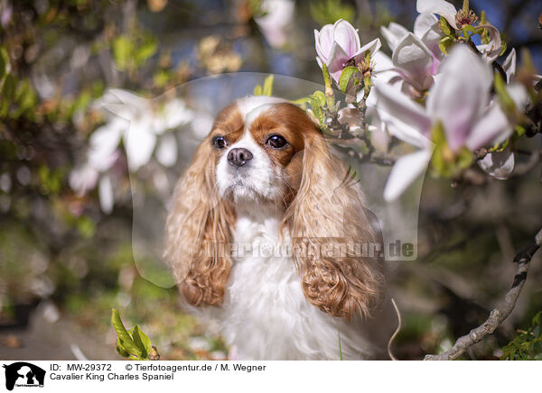 Cavalier King Charles Spaniel / Cavalier King Charles Spaniel / MW-29372