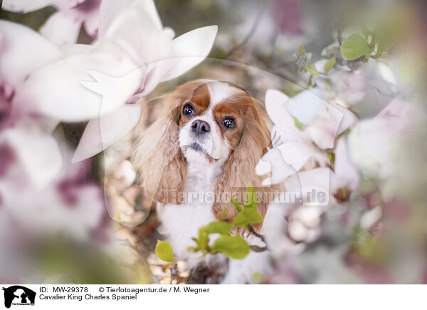 Cavalier King Charles Spaniel / Cavalier King Charles Spaniel / MW-29378