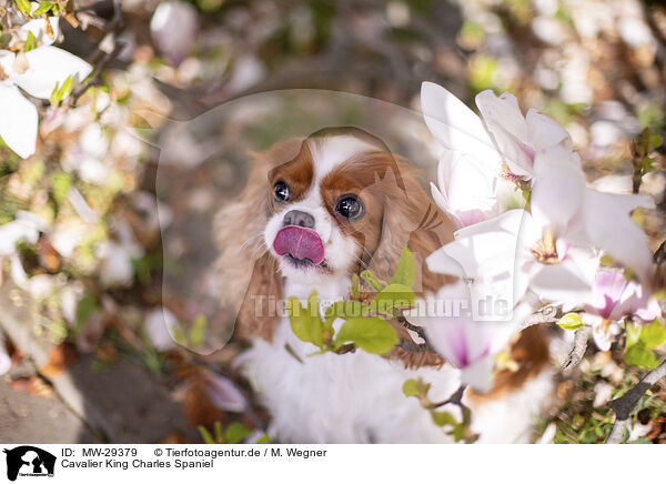 Cavalier King Charles Spaniel / Cavalier King Charles Spaniel / MW-29379