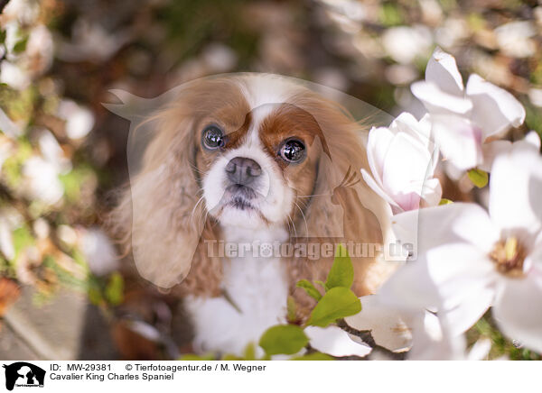 Cavalier King Charles Spaniel / Cavalier King Charles Spaniel / MW-29381