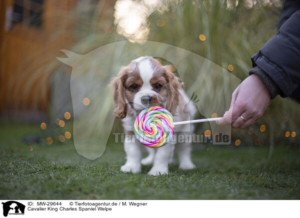 Cavalier King Charles Spaniel Welpe / Cavalier King Charles Spaniel puppy / MW-29644