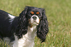 Cavalier King Charles Spaniel