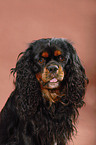 Cavalier King Charles Spaniel Portrait