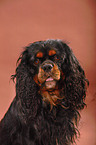 Cavalier King Charles Spaniel Portrait