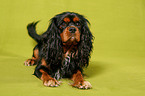 Cavalier King Charles Spaniel