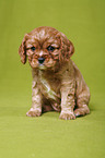 Cavalier King Charles Spaniel Welpe