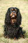 Cavalier King Charles Spaniel