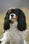 Cavalier King Charles Spaniel