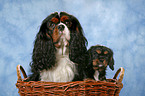 Cavalier King Charles Spaniels