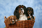 Cavalier King Charles Spaniels