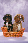 Cavalier King Charles Spaniels