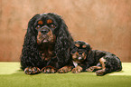 Cavalier King Charles Spaniels