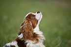 Cavalier King Charles Spaniel