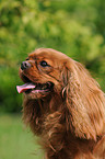 Cavalier King Charles Spaniel Portrait