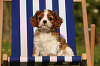 Cavalier King Charles Welpe