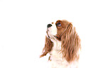 Cavalier King Charles Spaniel Portrait