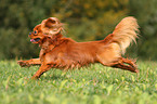 rennender Cavalier King Charles Spaniel