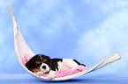 Cavalier King Charles Spaniel Welpe