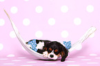 Cavalier King Charles Spaniel Welpe