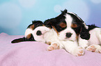 Cavalier King Charles Spaniel Welpe