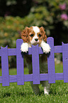 Cavalier King Charles Spaniel Welpe